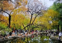 蘋香榭画秋 - 游走吧旅游科普资讯网