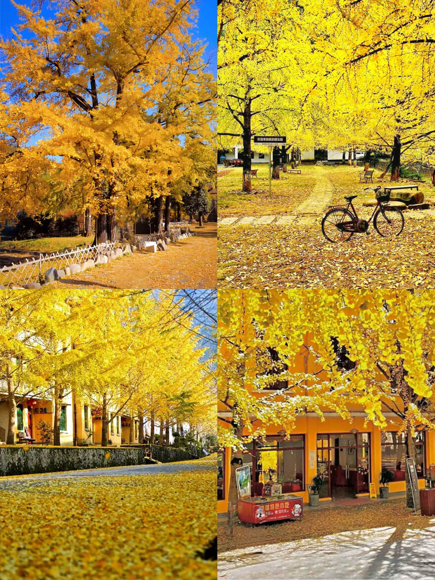 11月份广东适合旅游的地方都有哪些?都有哪些好玩的旅游景点和美..(图1) 11月份广东适合旅游的地方都有哪些?都有哪些好玩的旅游景点和美..(图1)