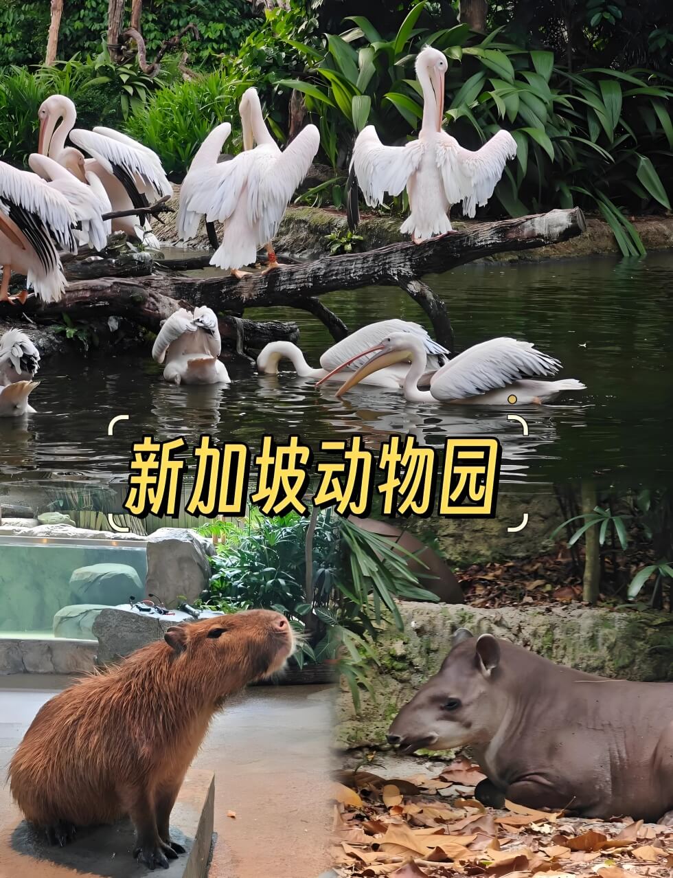 亲子游新加坡:一条适合5岁宝宝的轻松路线,避开排队高峰..(图2) 亲子游新加坡:一条适合5岁宝宝的轻松路线,避开排队高峰..(图2)