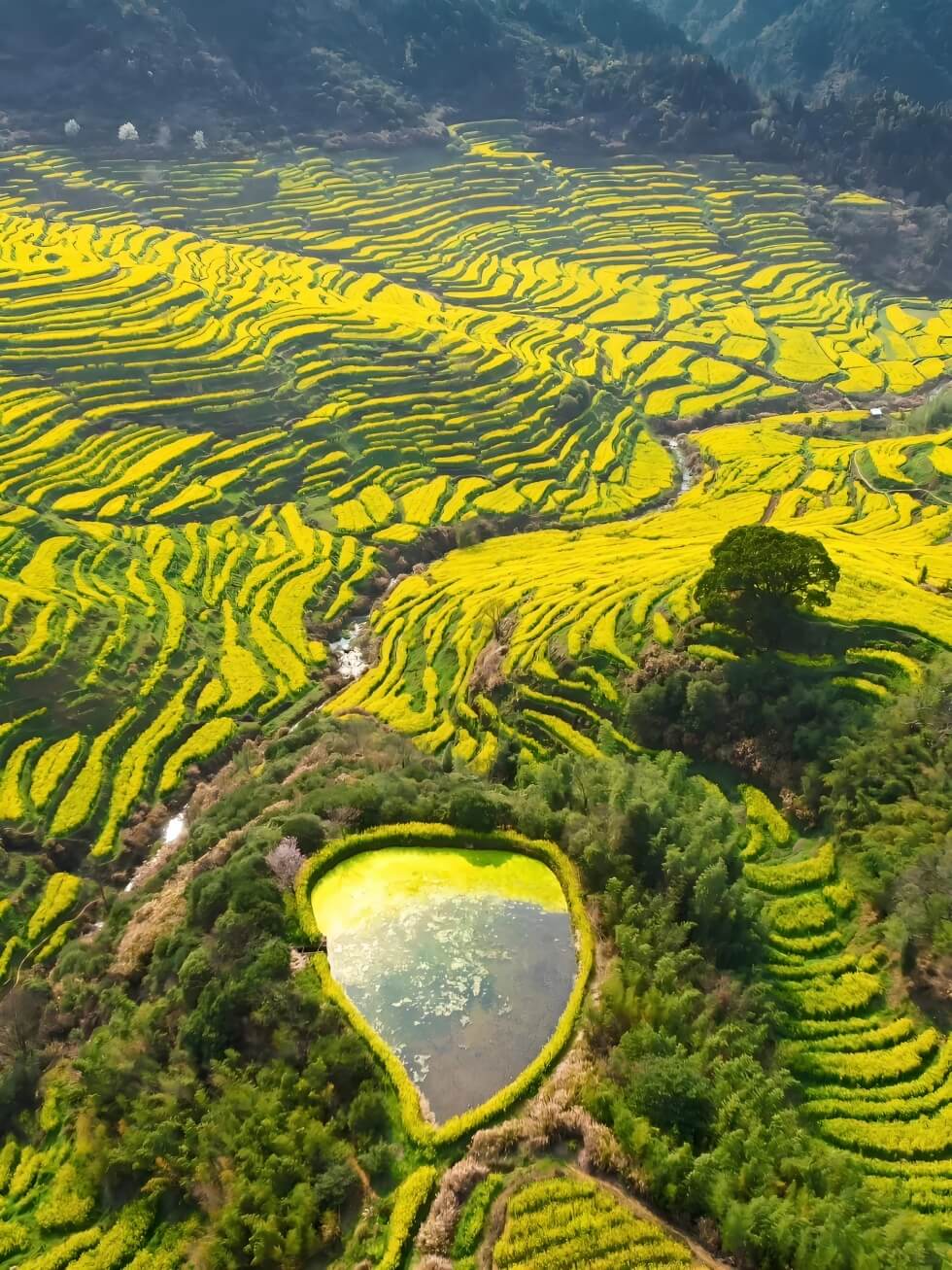 江西婺源篁岭晒秋之外:探寻徽派古村的春日梯田与油菜花海..(图1) 江西婺源篁岭晒秋之外:探寻徽派古村的春日梯田与油菜花海..(图1)
