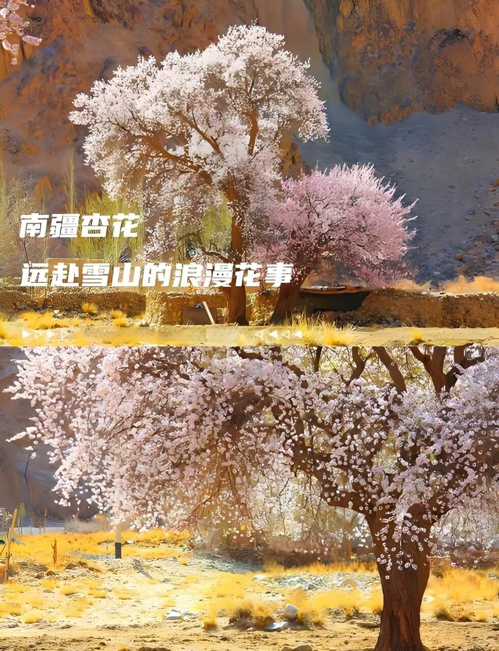 新疆帕米尔高原杏花攻略：追随着塔吉克族人的脚步走进春天..(图2)