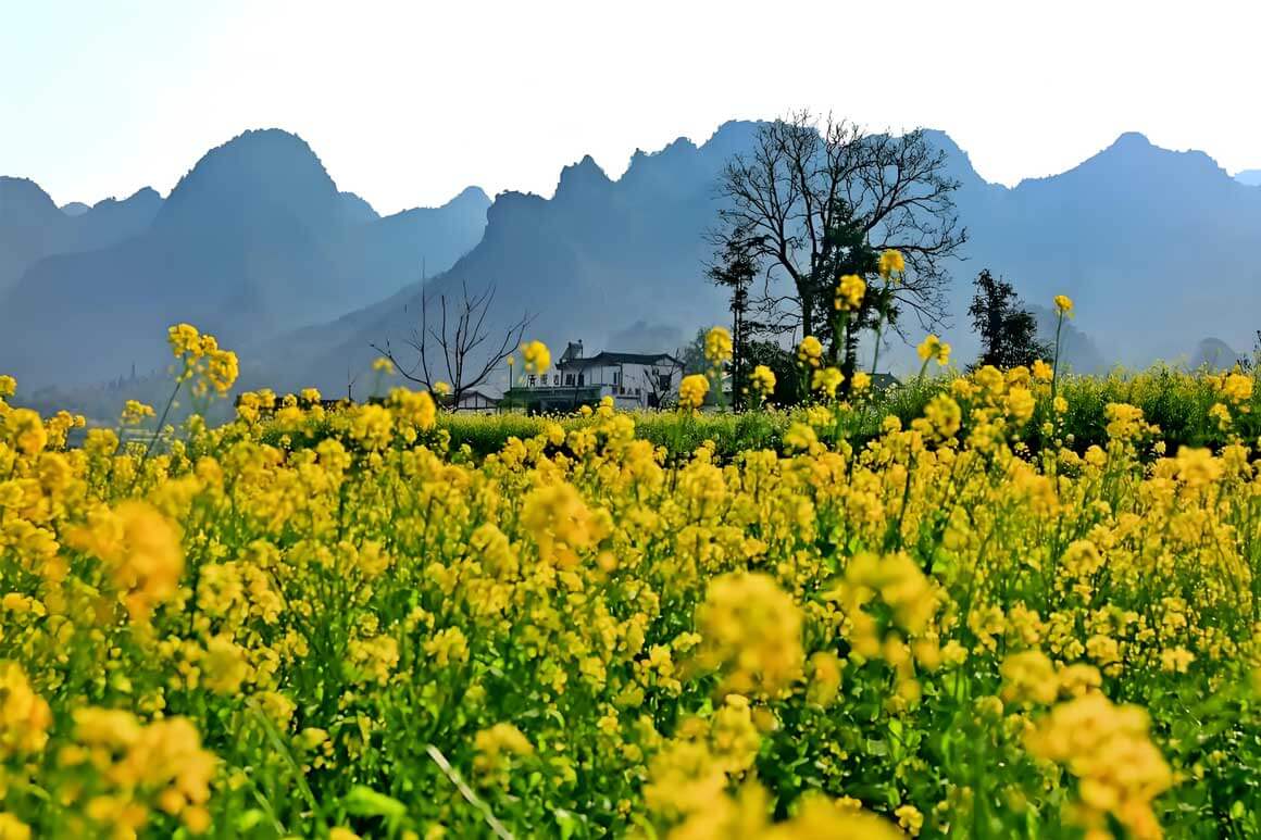 婺源徽派文化之旅：2026油菜花季摄影机位大全..(图1)