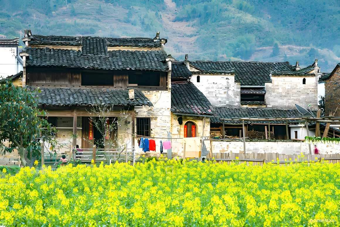 婺源徽派文化之旅：2026油菜花季摄影机位大全.. - 游走吧旅游科普资讯网