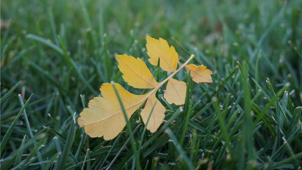 叶子的时刻 - 游走吧旅游科普资讯网