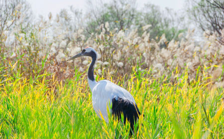 东营城市旅行隐藏玩法大揭秘：连本地人都不知道的10个小众景点.. - 游走吧旅游科普资讯网