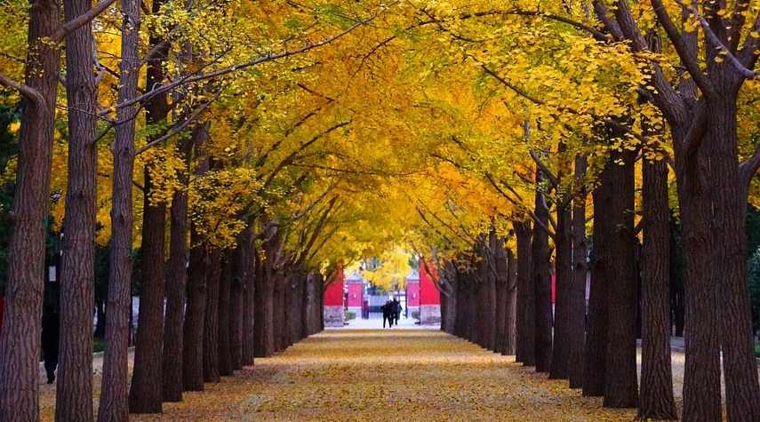 生命为理想燃烧 - 游走吧旅游科普资讯网