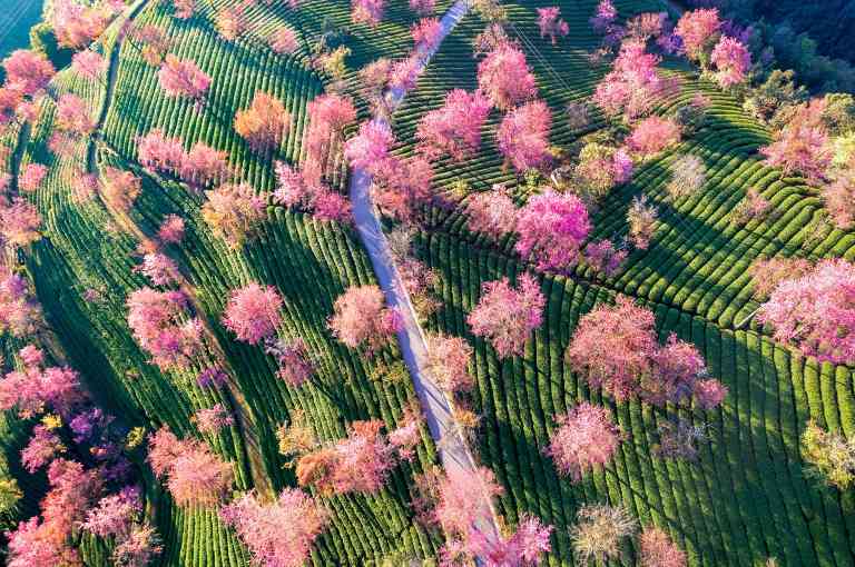 立春 - 游走吧旅游科普资讯网