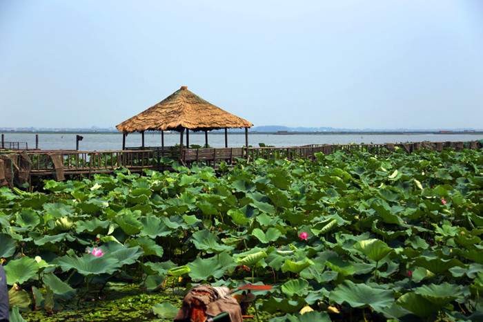 苏州阳澄湖大闸蟹 阳澄湖莲花岛一日游(图3)