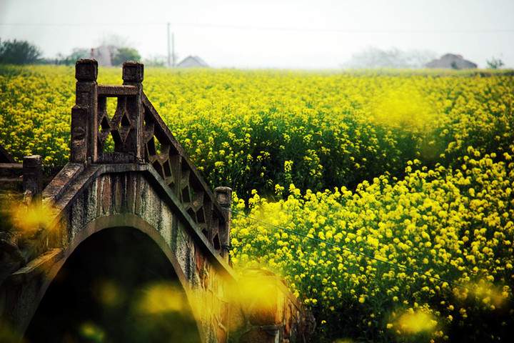 苏州阳澄湖油菜花 阳澄湖莲花岛一日游(图4)