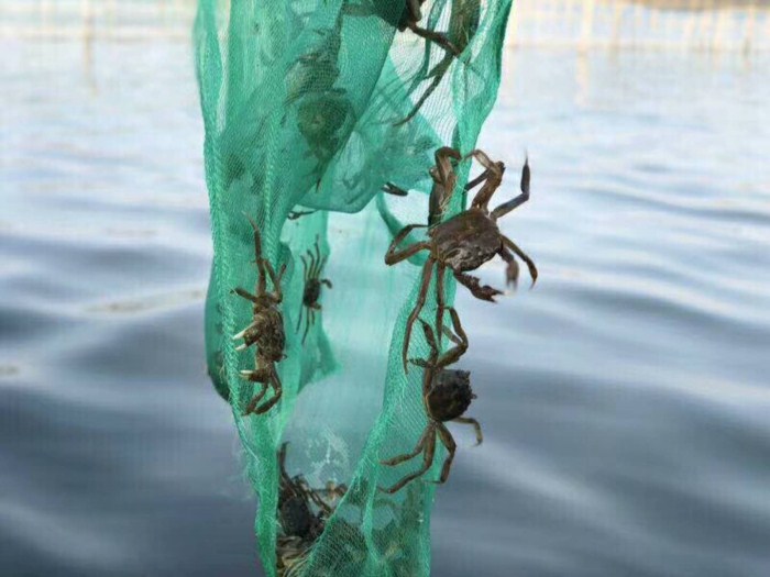 苏州阳澄湖油菜花攻略 阳澄湖莲花岛一日游(图2)