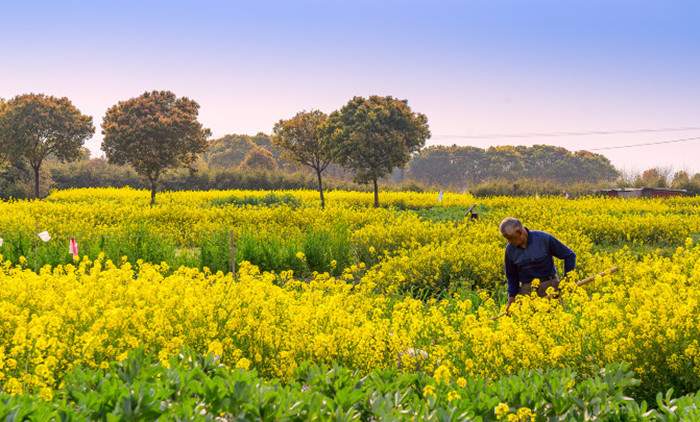 阳澄湖莲花岛油菜花旅游 阳澄湖莲花岛一日游(图2)