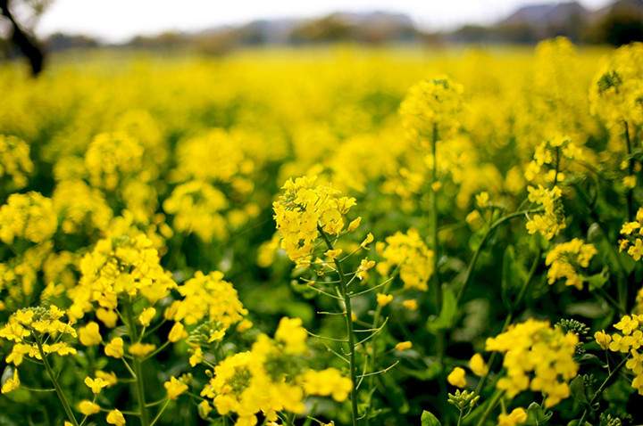 阳澄湖莲花岛油菜花 苏州一日游攻略(图3)