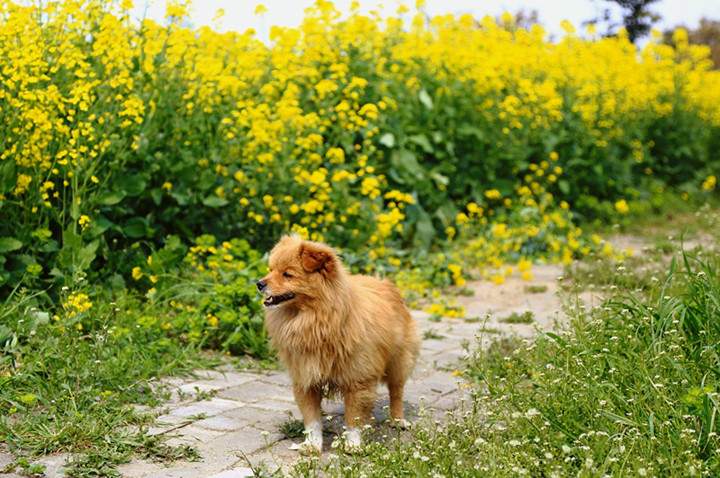 苏州油菜花旅游攻略 阳澄湖莲花岛自驾游(图3)