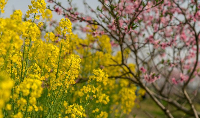 阳澄湖莲花岛一日游 阳澄湖莲花岛农家乐(图2)