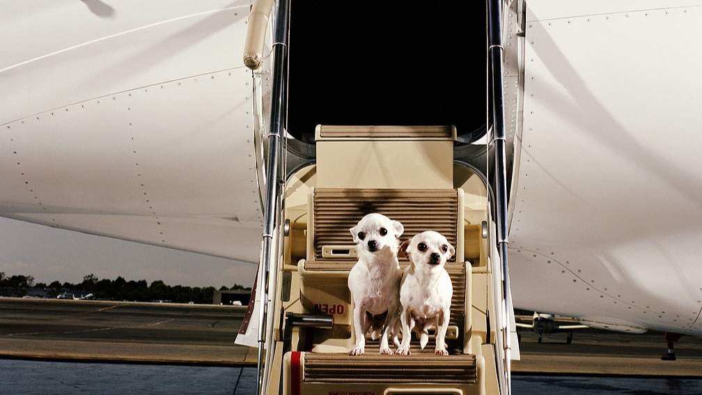 航司竞速“携宠出行”：“民航+宠物”开始延伸 - 游走吧旅游科普资讯网