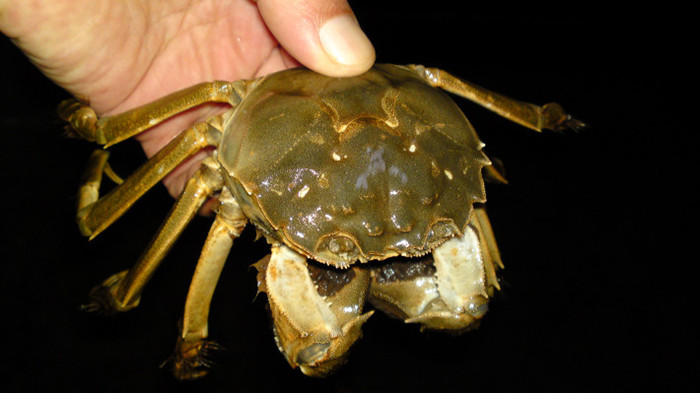 阳澄湖吃蟹攻略 阳澄湖莲花岛农家乐(图2)