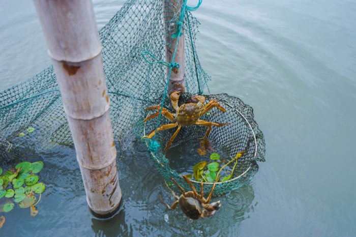 去阳澄湖吃大闸蟹攻略 阳澄湖农家乐哪家好(图2)