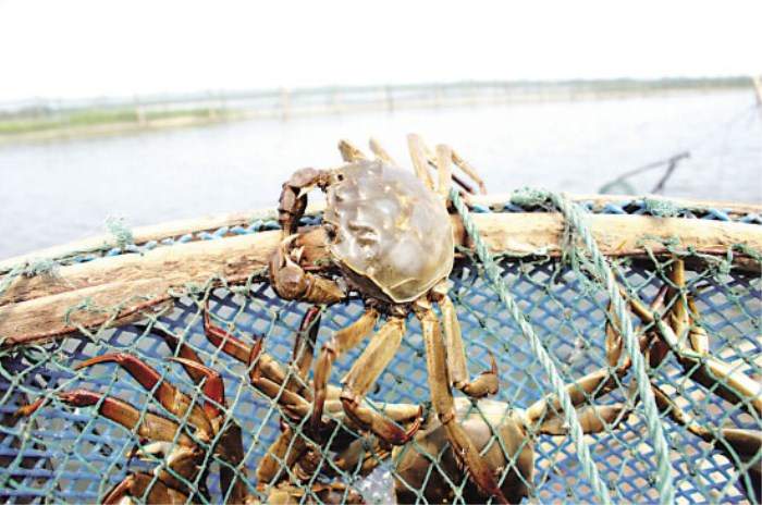 苏州阳澄湖旅游攻略 阳澄湖莲花岛一日游(图4)