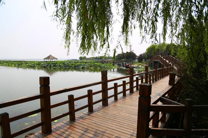 阳澄湖油菜花旅游攻略 苏州油菜花旅游(图2)