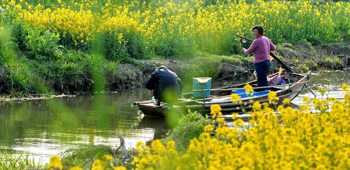 苏州油菜花旅游攻略 阳澄湖莲花岛自驾游(图4)