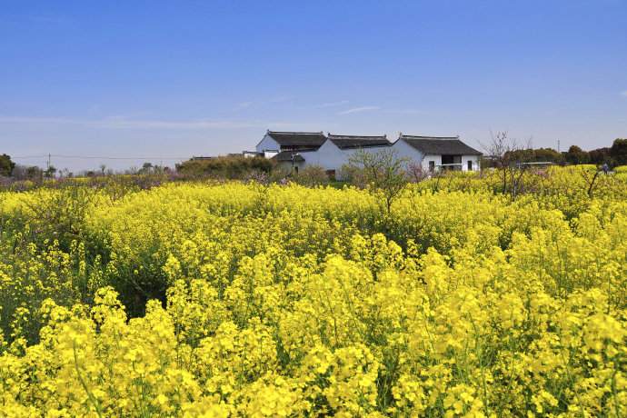 阳澄湖旅游攻略 苏州油菜花旅游攻略(图3)