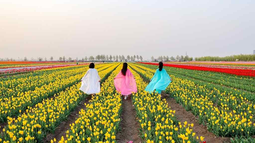 胜日寻芳 93.6%受访者有计划去公园赏花踏青 - 游走吧旅游科普资讯网