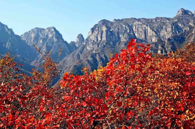 坡峰岭的红叶 - 游走吧旅游科普资讯网