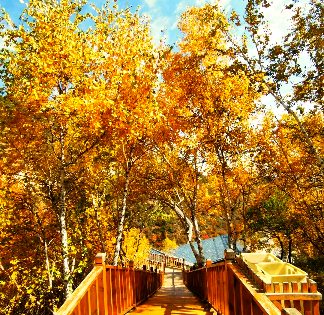 草原白桦 - 游走吧旅游科普资讯网