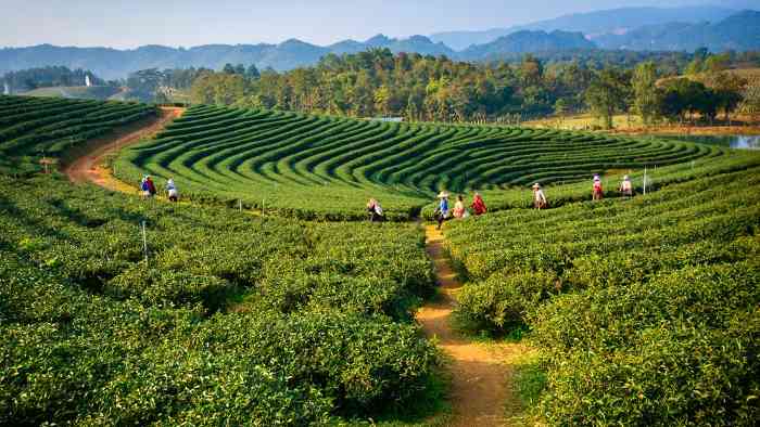 径山一日 - 游走吧旅游科普资讯网