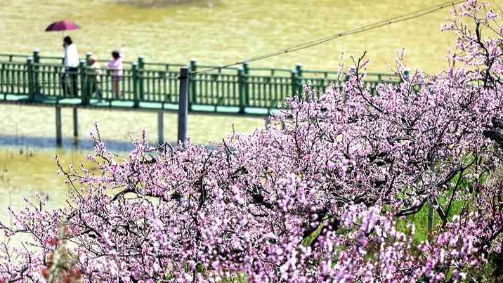 “农商文旅体”释放多“彩”活力 多样消费激活“春日经济”一池 - 游走吧旅游科普资讯网